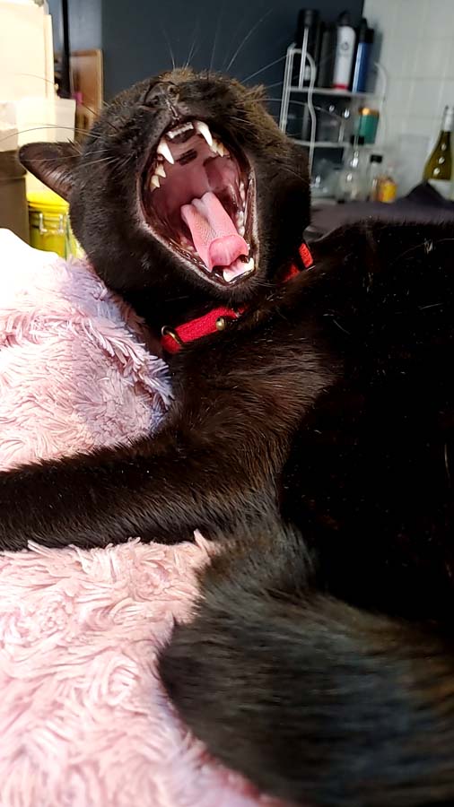 黒猫大きなあくび写真