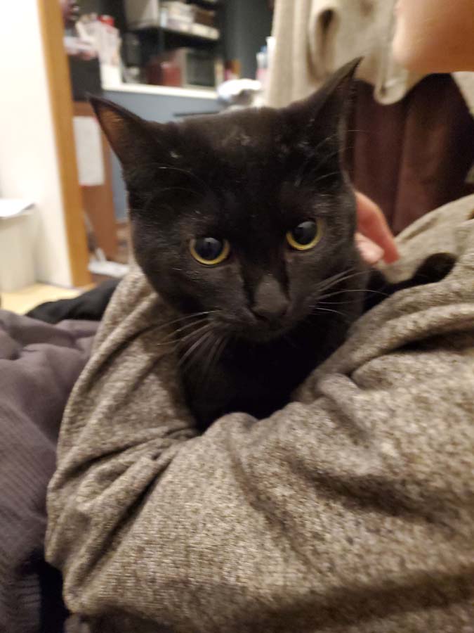 黒猫抱っこされている写真